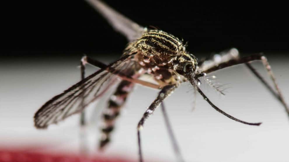 DENGUE AUMENTA EN PARAGUAY