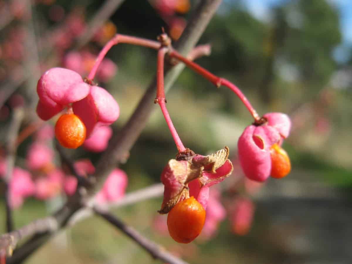 Planta Bonetero | Foto: Cortesía