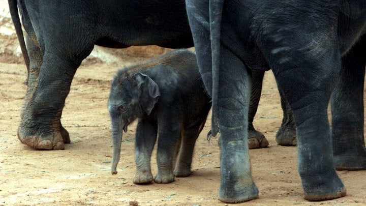 Tres elefantes salvan la vida de una cría que era arrastrada por un río