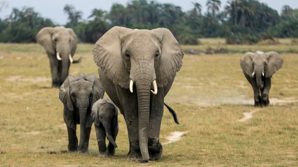 Condenan a trabajo forzado al 'carnicero de Nouabale Ndoki', quien mataba elefantes en reserva natural