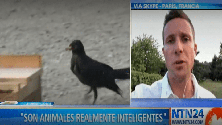 Entrenan cuervos para recoger colillas de cigarrillos