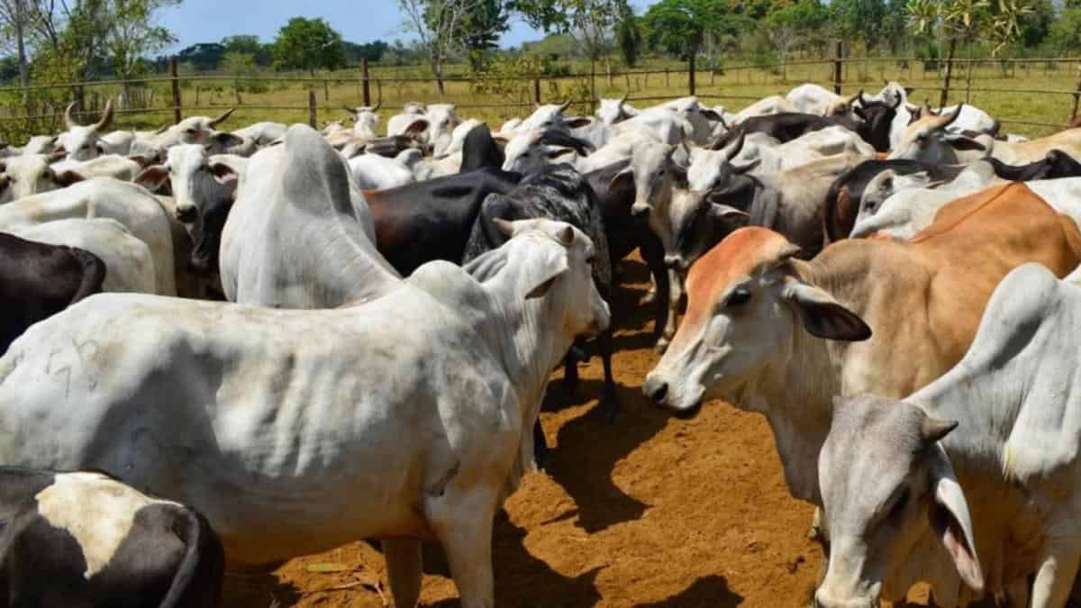 Fedenaga exigió al régimen protección para productores agropecuarios