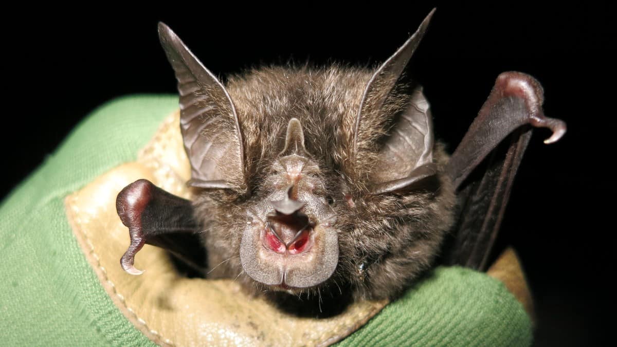 Reapareció murciélago que se creía extinto