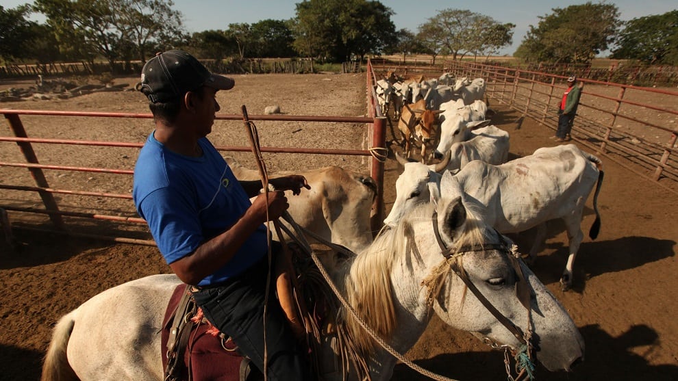 Ganadero en Venezuela/ Foto: AVN