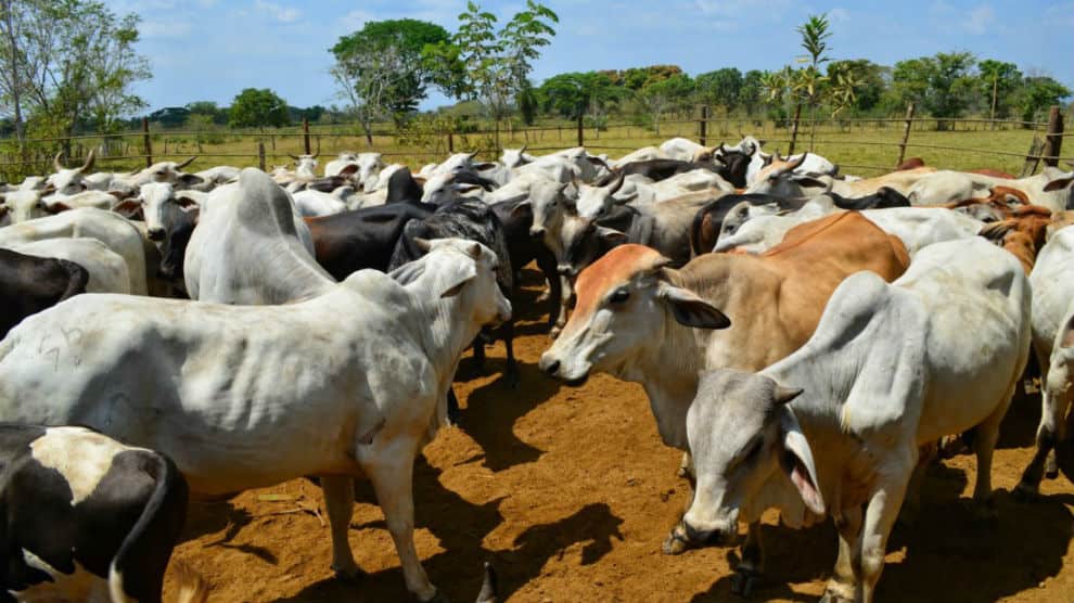 Fiebre aftosa en Venezuela