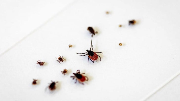 Alerta en China: siete personas murieron por un virus transmitido por garrapatas
