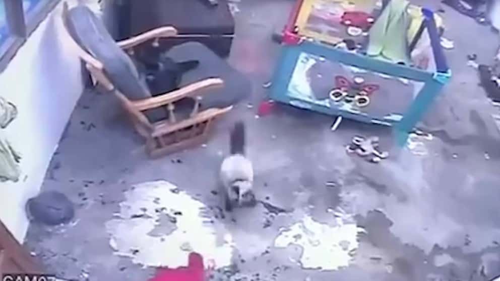 Video: habilidoso gato salvó a un niño de caer por una escalera