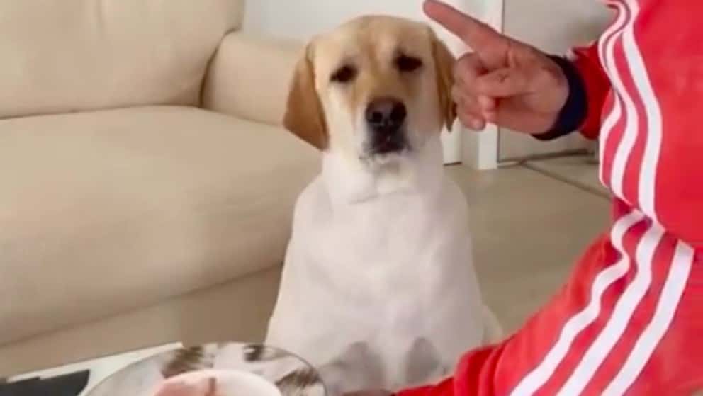 ¿Tu mascota podría? El tierno reto de Gianluca Vacchi y su obediente perro