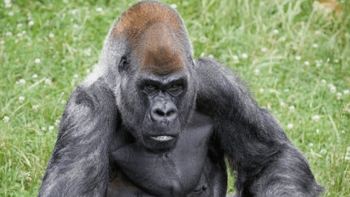 El gorila Ozzie / Zoo Atlanta vía - Facebook