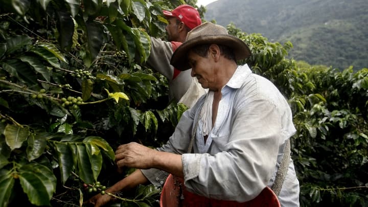 Caficultores colombianos