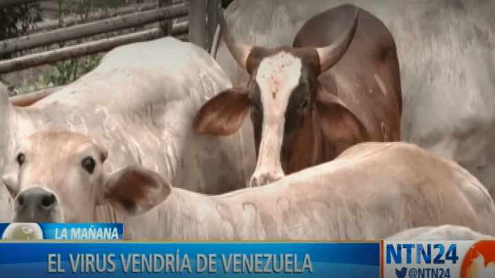 posible brote de fiebre aftosa en Venezuela afecta a Colombia