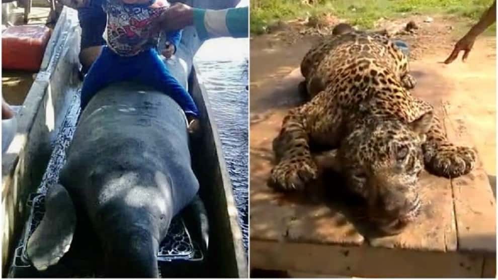 Fiscalía del régimen investiga asesinato de un manatí y un jaguar en Venezuela