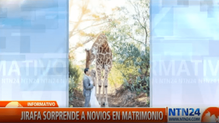 Jirafa en matrimonio
