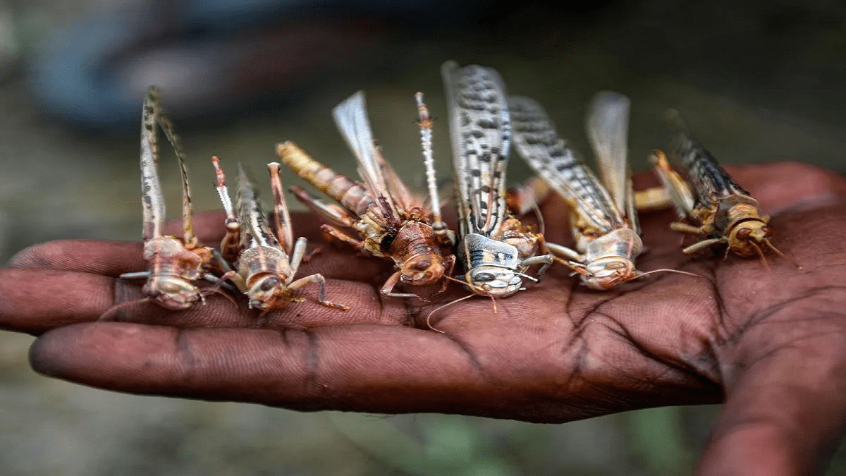 Guatemala declaró emergencia sanitaria ante plaga de langostas