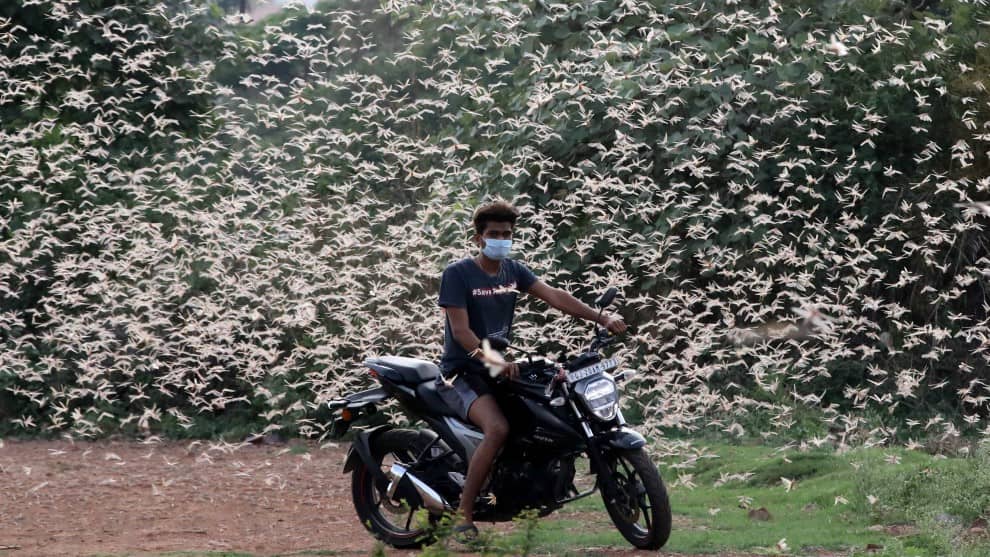 Videos: Plaga de langostas amenaza a varios países de Sudamérica
