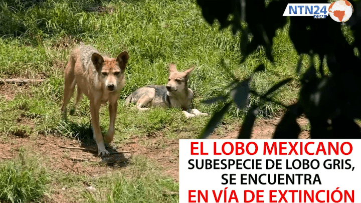 El lobo mexicano lucha por sobrevivir a la extinción | NTN24.COM
