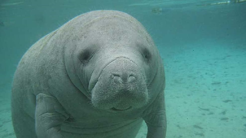 Denuncian el asesinato de un manatí en el llano venezolano