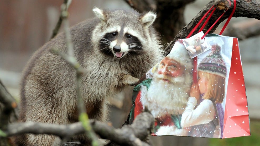 Astutos mapaches fingen ser estatuas al ser descubiertos en una casa