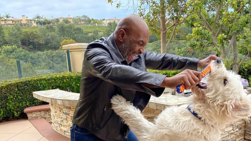 Foto: Instagram / @miketyson ¡Como en sus mejores momentos! Así entrena Mike Tyson para volver a boxear