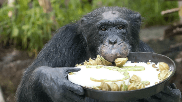 Numerosas reacciones ha causado la particular forma de actuar del animal