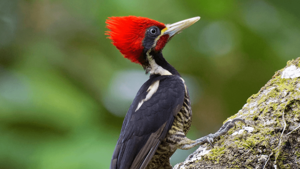 pájaro carpintero de marfil