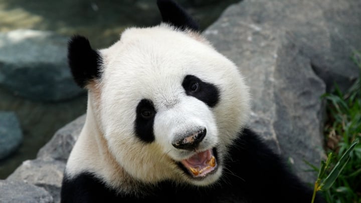 oso panda gigante chino