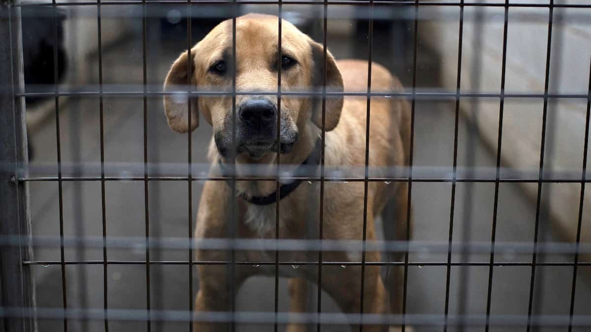 De un matadero en Indonesia a Canadá: una nueva oportunidad para 45 perros