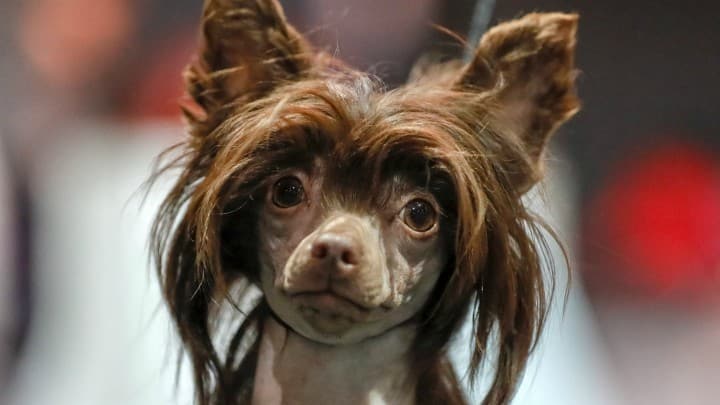 Bacon tiene cuenta oficial en Instagram