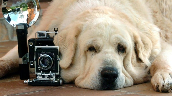 Perro fue sometido a una reconstrucción nasal por primera vez