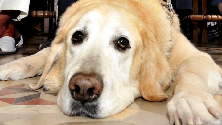 perro