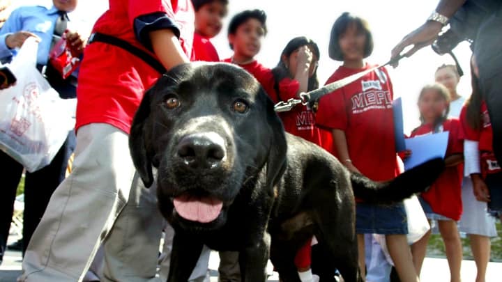 perro callejero
