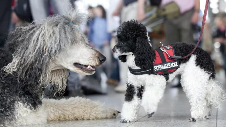Perro ciego es guiado por otro perro y se vuelven virales en redes sociales