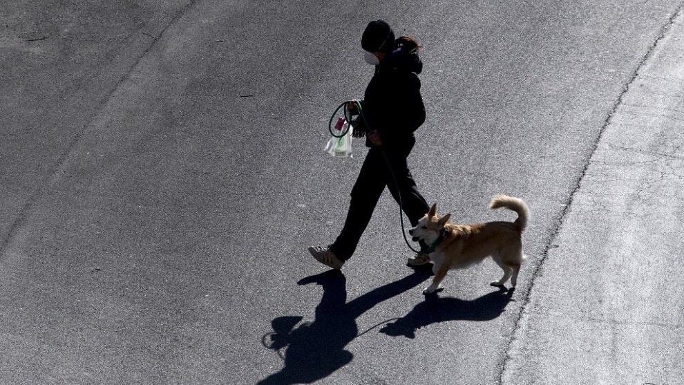 Investigadores británicos entrenan a perros para detectar el coronavirus