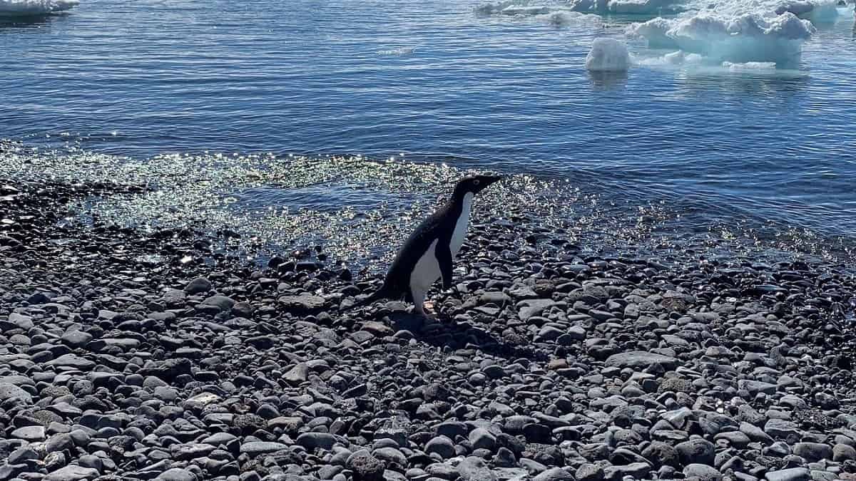 Video: Pingüino recorrió accidentalmente 3.000 kilómetros y terminó en Nueva Zelanda