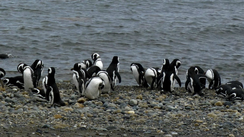 A falta de visitantes: pinguinos se apoderan de un oceanario