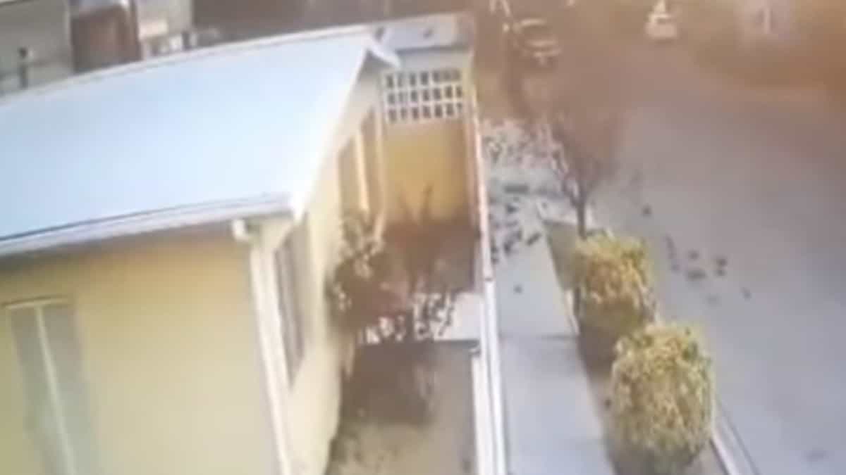 Cientos de pájaros caen extrañamente del cielo en México