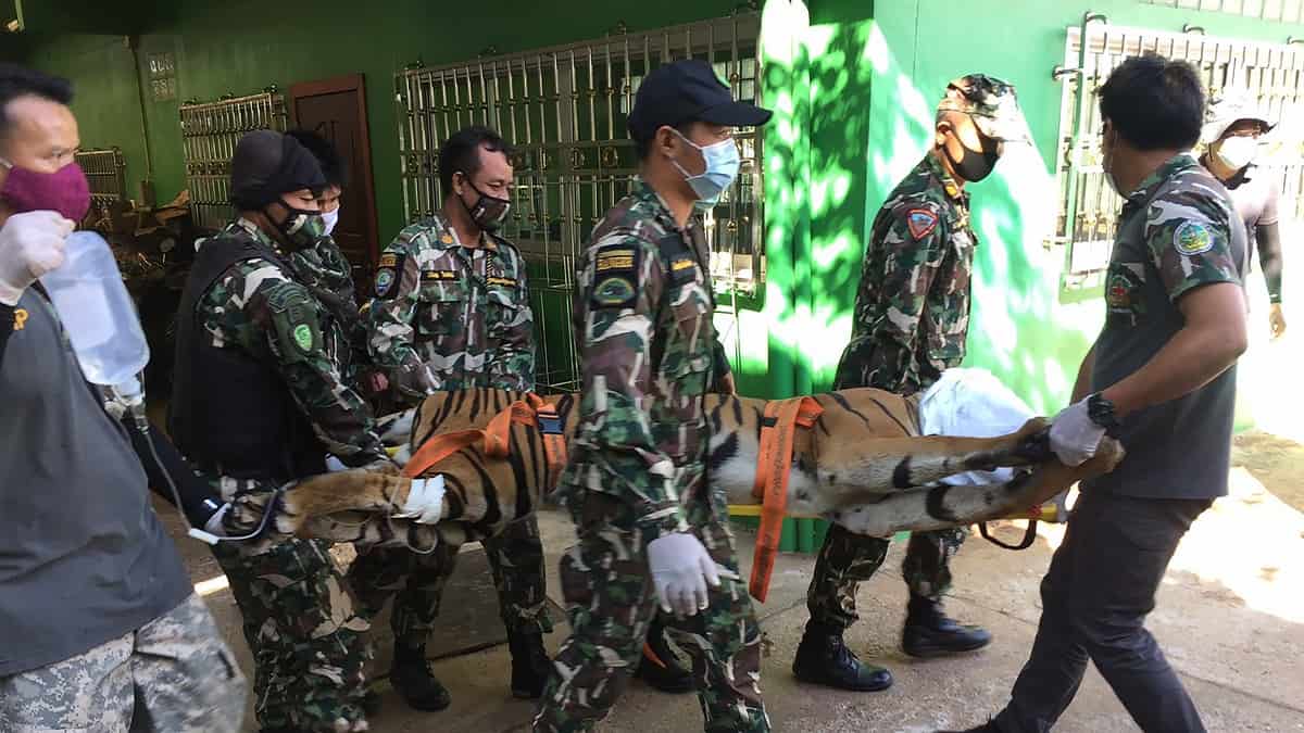 Hallan un tigre decapitado en zoologico ilegal de Tailandia