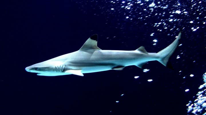 Tiburón