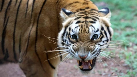 Tigre de bengala | Foto referencia: EFE
