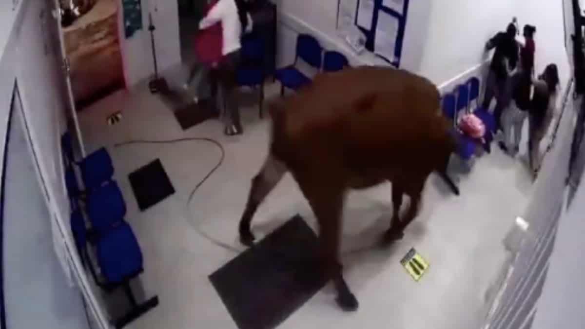 En Video: una vaca entró a un hospital y embistió a varias personas