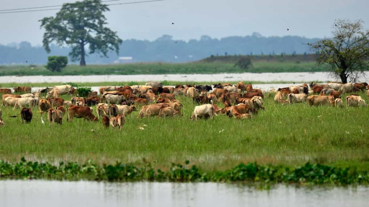 Indignación en la India por muerte masiva de vacas debido a un brote de dermatosis contagiosa