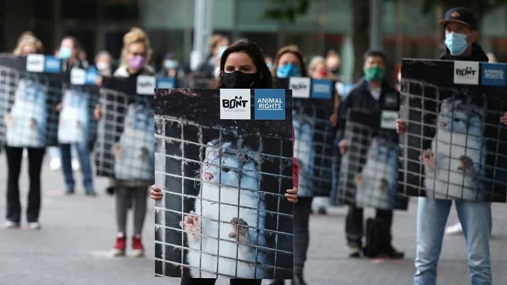 Sacrificarán casi 100.000 visones con coronavirus en España