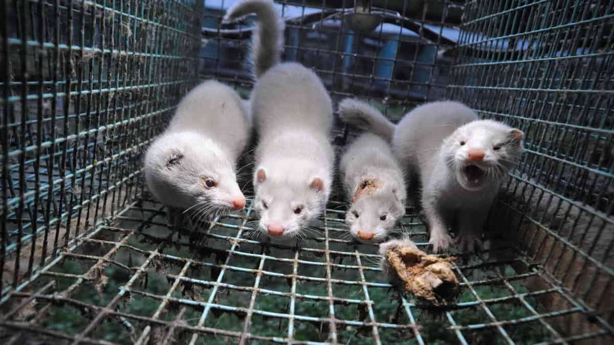 Francia ordena el sacrificio de 1.000 visones tras deterctarse mutación de covid-19