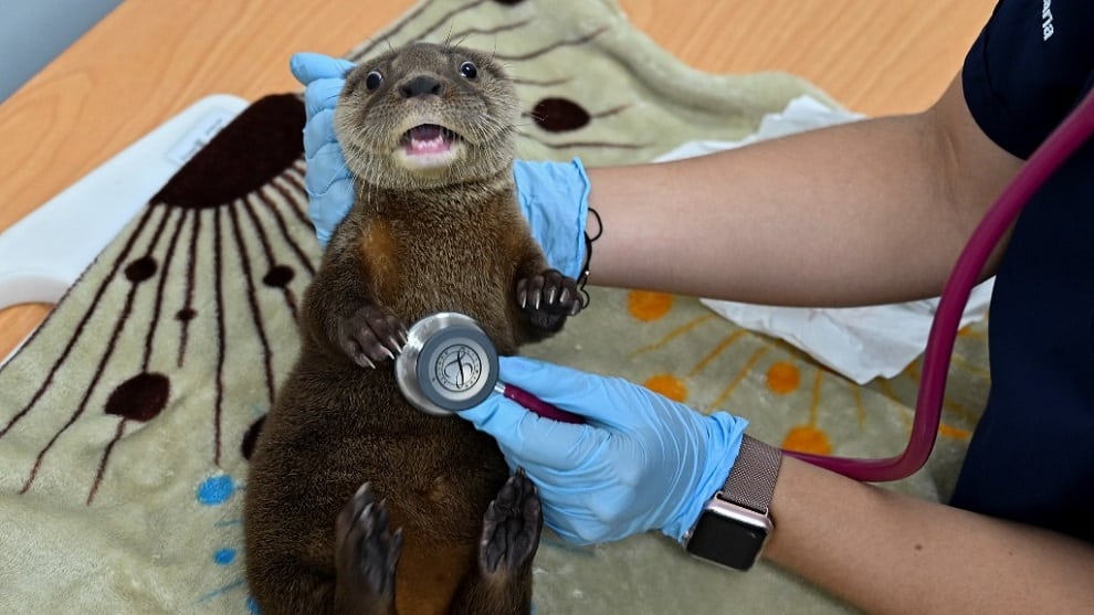 Zoologicos colombianos en crisis tras cierre de sus puertas por el covid-19